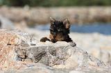 YORKSHIRE TERRIER 269